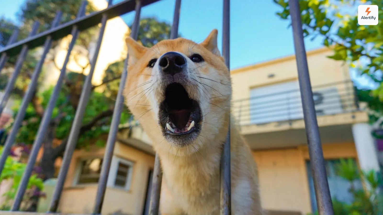 Chien qui aboie à travers les barreaux d'une clôture devant une maison